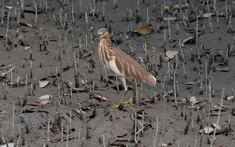 Pon Heron - Sundarban National Park North East India February 2025