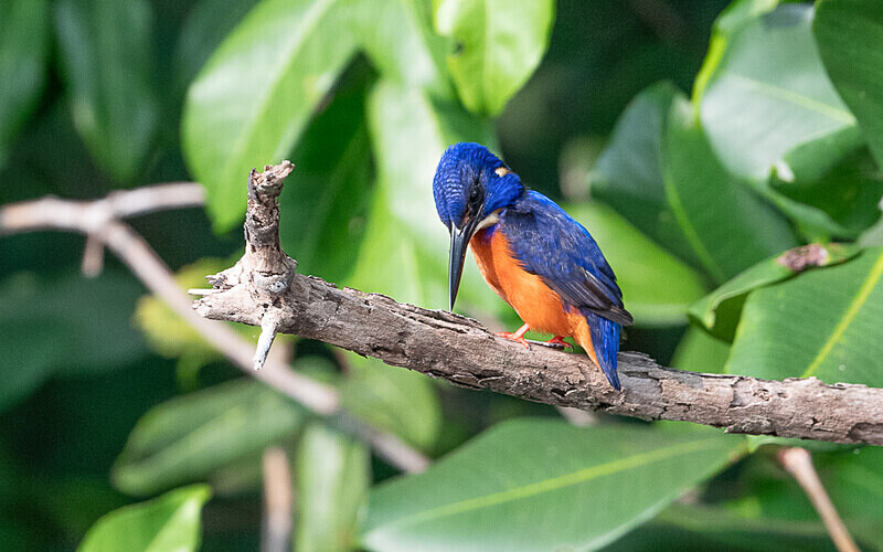 Shining-blue kingfisher - Loango national park (Gabon 2024)