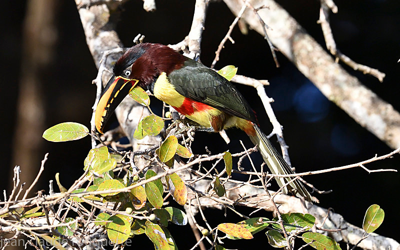 Chesnut-eared Aracari - Pantanal 2018 Porto Jofré