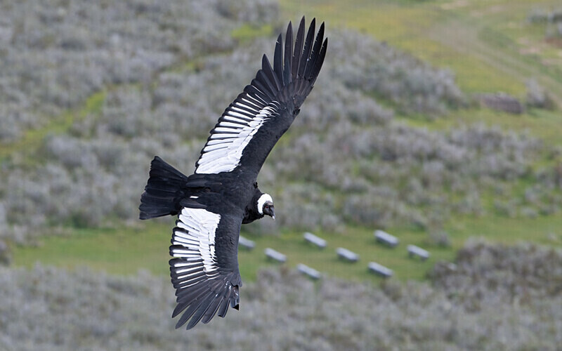 Sub-adult - Patagonie Chilienne: Magellan Channel and Torres del Paine N.P.