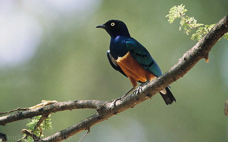 Splendid starling - Samburu national park (Kenya 2009)