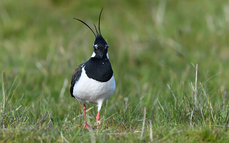 Vanneau Huppé - Shetlands and Cairngorn national park (Scotland)