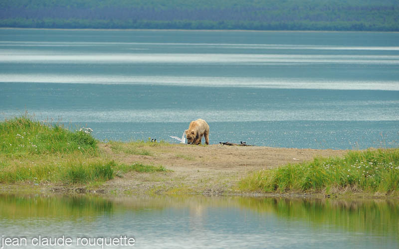 Bear on the beatch. - Katmaï National Park ( Alaska 2010)