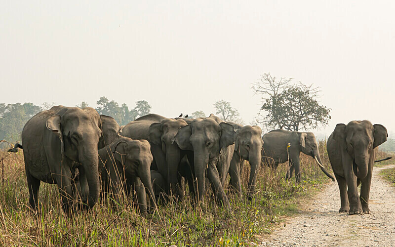 Charge of elephants - Manas National Park North East India 2025