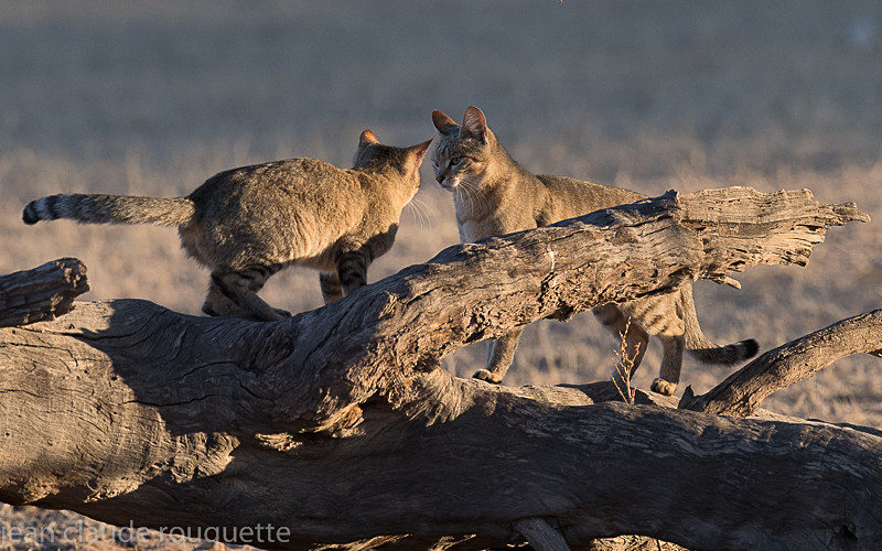 Wild cats - Kgalagadi transfrontier park (2017)
