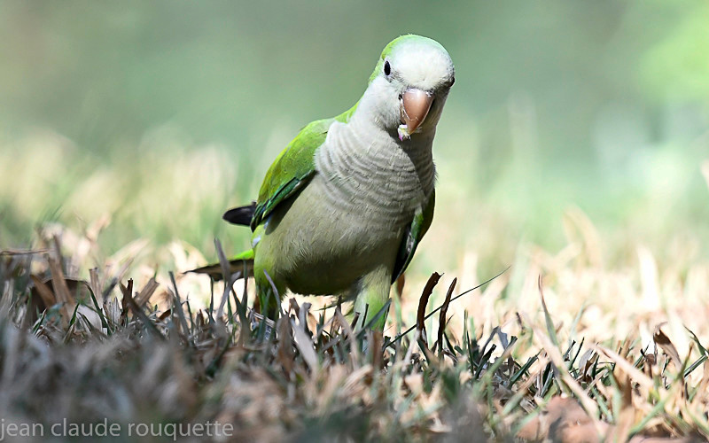 Monk parakeet - Pantanal 2018 Porto Jofré
