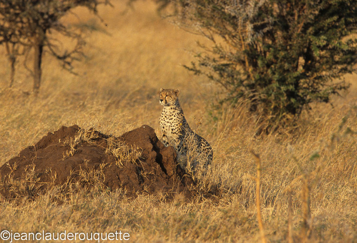 Cheetah at the moru kopjes - Serengeti N.P. and N'gorongoro Tanzania 1998, 2005 and 2006