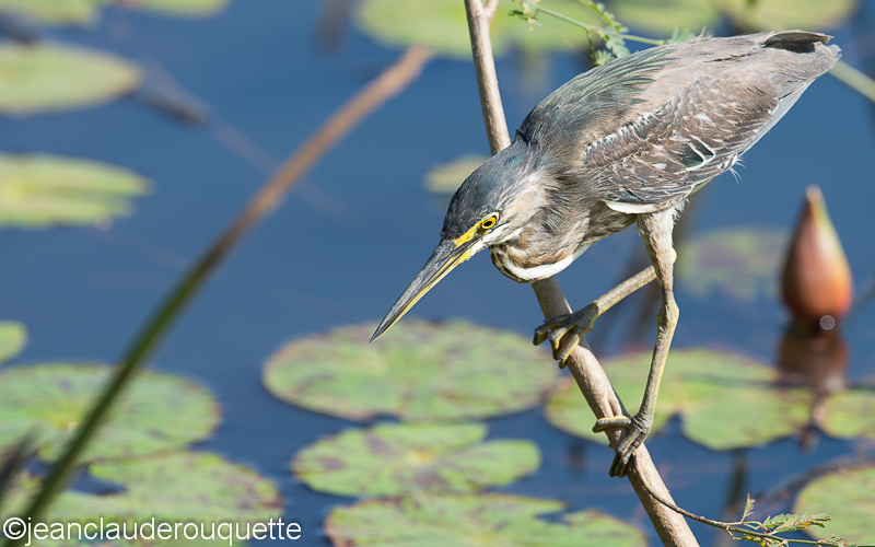 Striated heron - Pantanal Brazil 2015