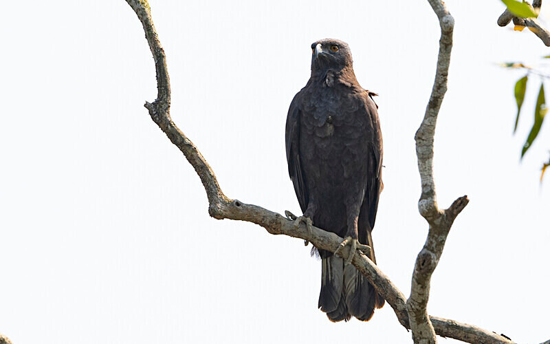Changeable Hawk Eagle Dark Morpology - Sundarban National Park North East India February 2025