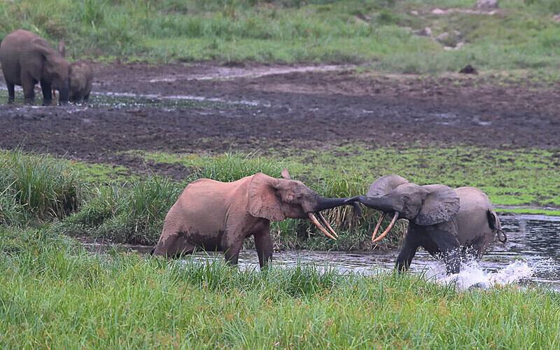  - Ivindo national park (Gabon 2024)