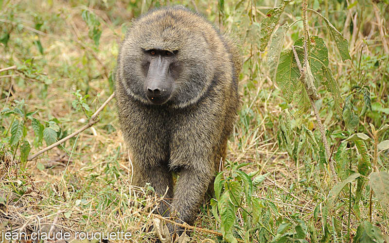 Big male olive baboon. - Lake nakuru national park ( Kenya 2009)