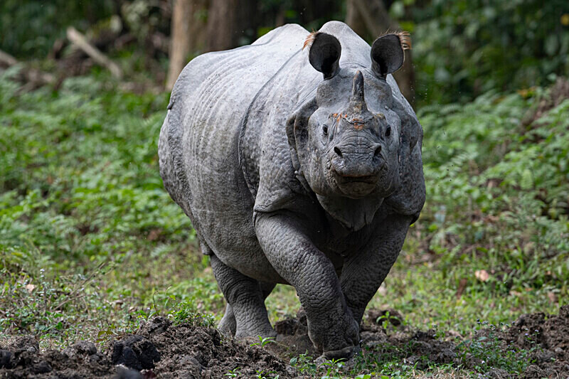  - Kaziranga National Park Noth East India 2025