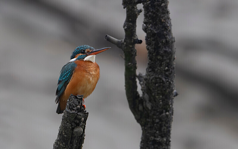Common Kingfisher - Sundarban National Park North East India February 2025