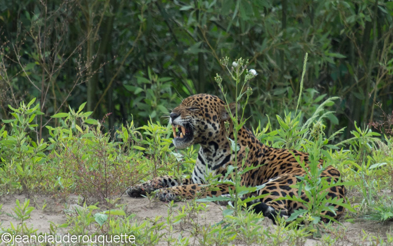 Jaguar (Otorongo) - Manu national park (Peru 2015)