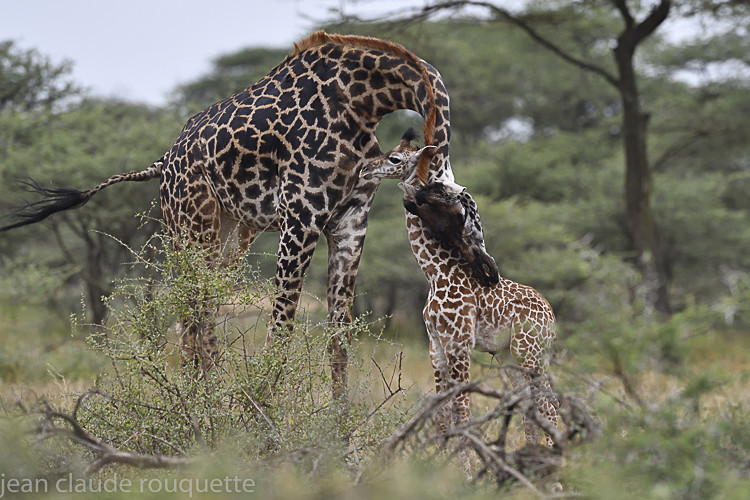  - Serengeti N.P. and N'Gorongoro Tanzania 2018