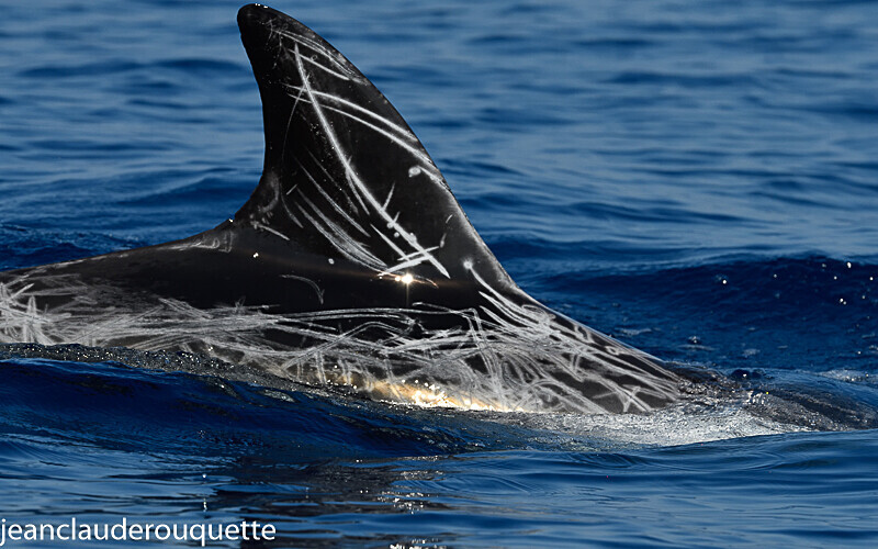 Dauphin de Risso - Méditerranée/ Mediterranean