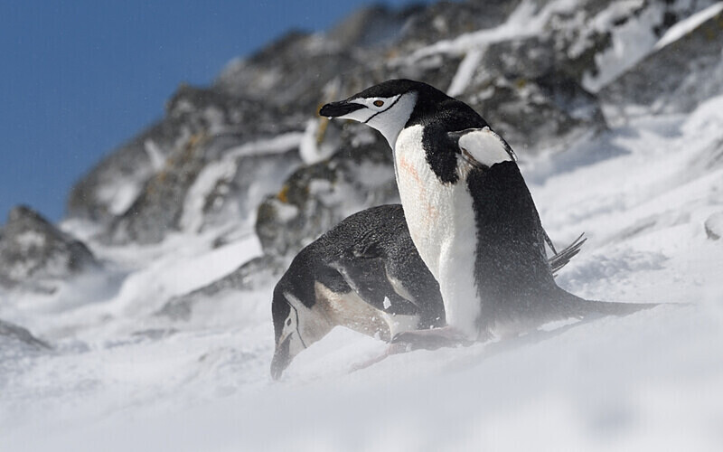 Chinstrap Penguins in the wind - Ushuaïa Malvinas South Georgia Antartica Peninsula