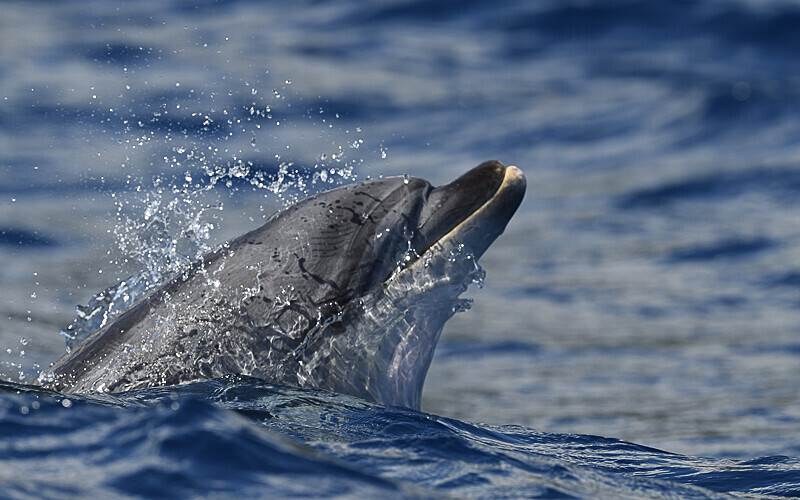 Bottlenose dolphin - Açores 2020