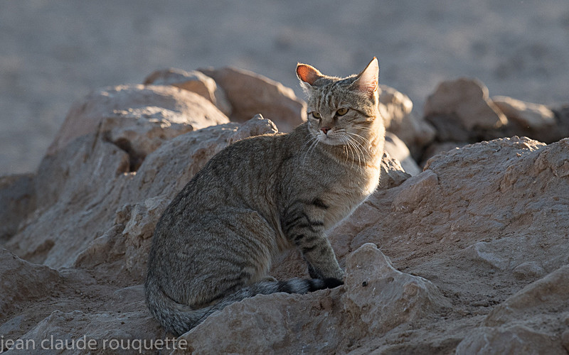  - Kgalagadi transfrontier park (2017)
