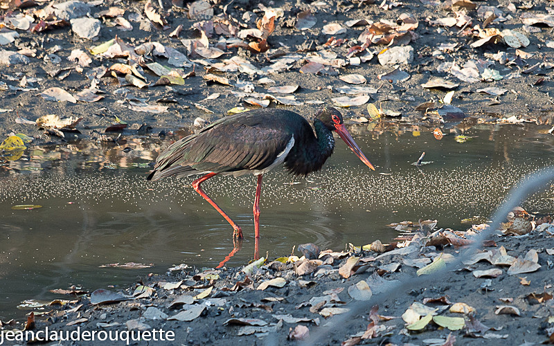 Black Stork - Pench national park (India 2016)