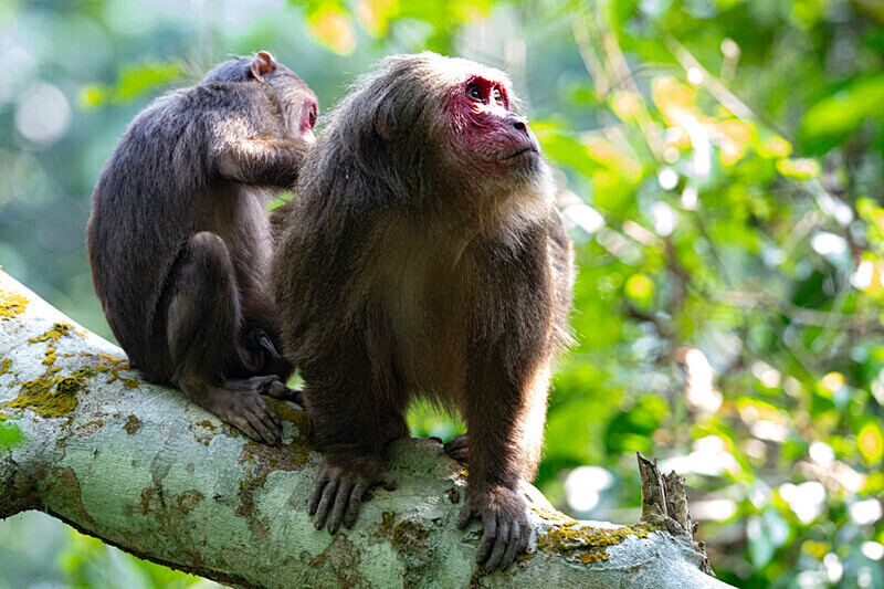 Male stump-tailed Macaque - Hollongapar wildlife sanctuary North East India 2025