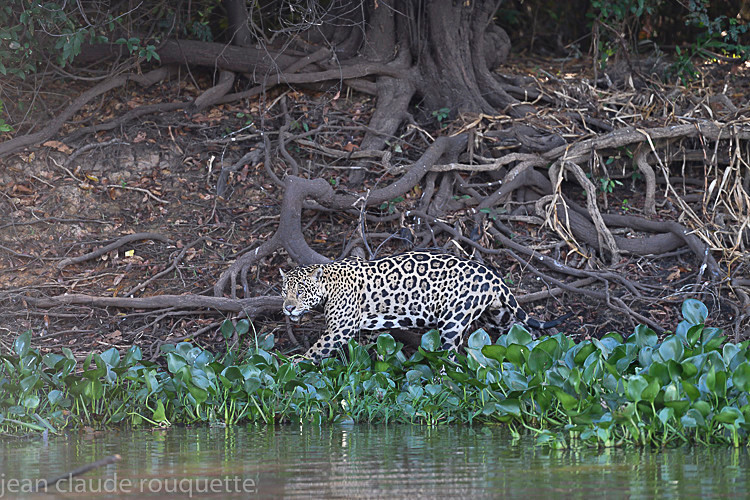  - Pantanal 2018 Porto Jofré