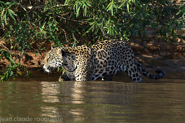  - Pantanal 2018 Porto Jofré