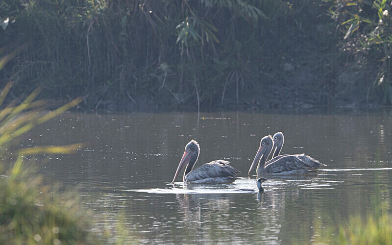 Spot-billed Pelicans - Manas National Park North East India 2025