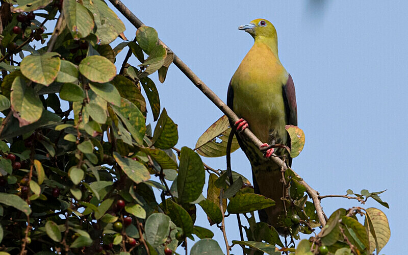 Wedge tailedgreen Pigeon - Manas National Park North East India 2025