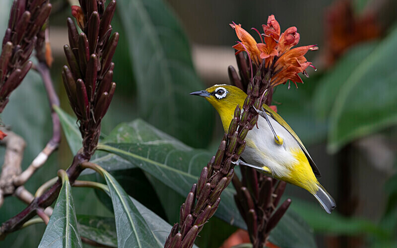 Oriental White-eye - Latpanchar