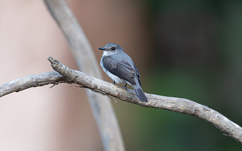 Little grey flycatcher - Loango national park (Gabon 2024)