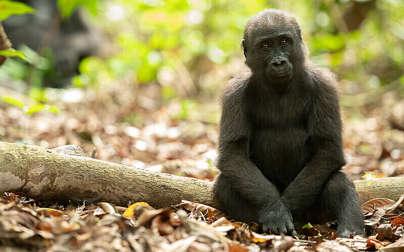 Baby gorilla three years old - Loango national park (Gabon 2024)