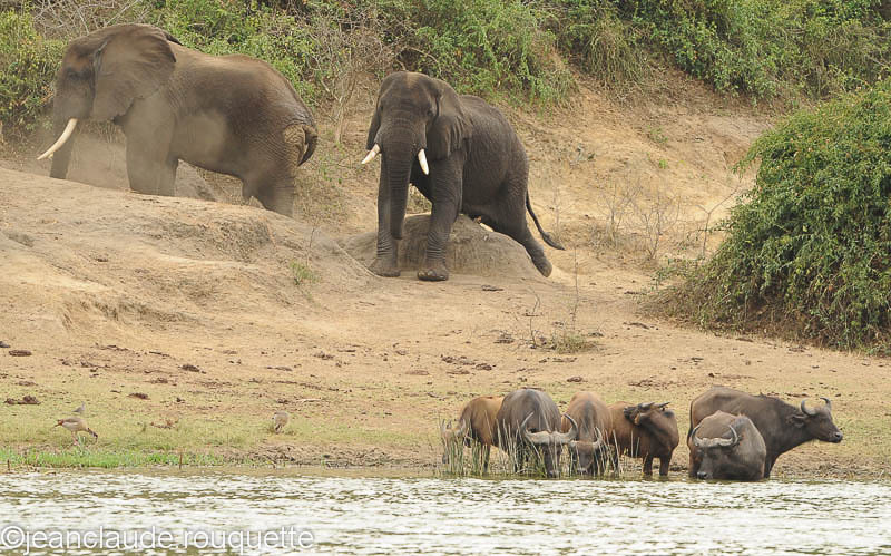 Big male whithout female. - Queen Elisabeth N.P. Uganda 2012