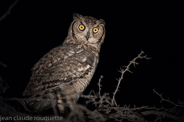 Spotted eagle owl - Kgalagadi transfrontier park (2017)