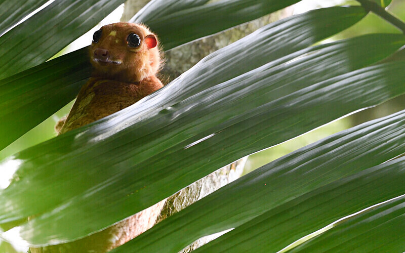 Flying Lemur - Sarawak (avril 2024) Borneo Malaisie
