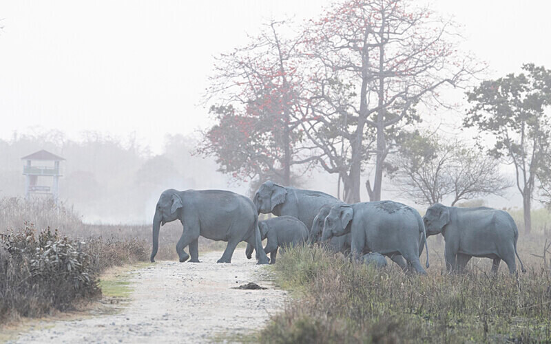 Elephants crossing - Kaziranga National Park Noth East India 2025