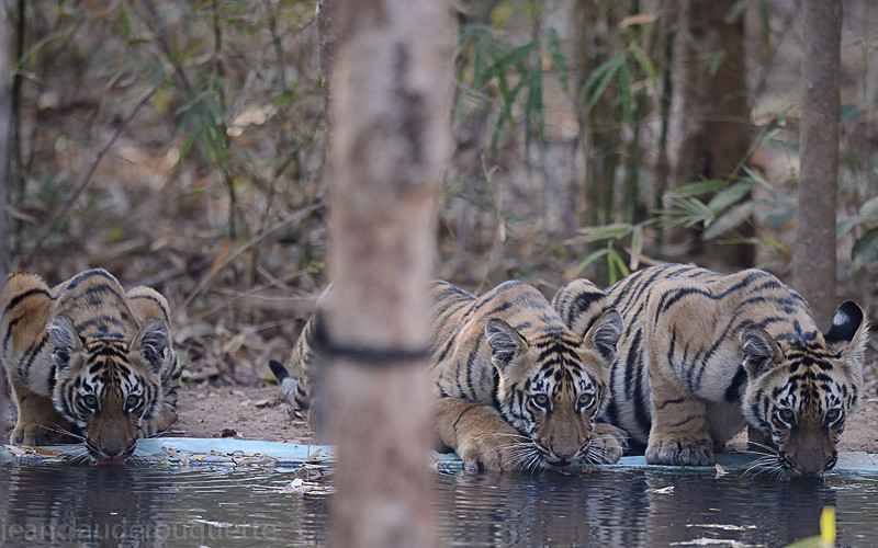  - Tadoba national park (India 2016)