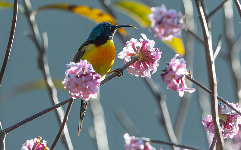 Green-tailed Sunbird - Singalila National Park February 2025 North East India
