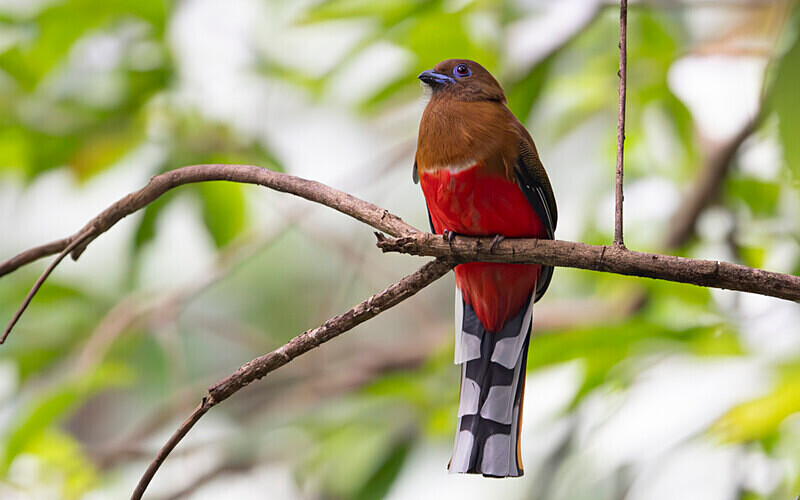 Red Headed Trogon female - Latpanchar
