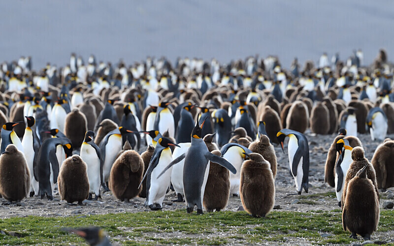  - Ushuaïa Malvinas South Georgia Antartica Peninsula