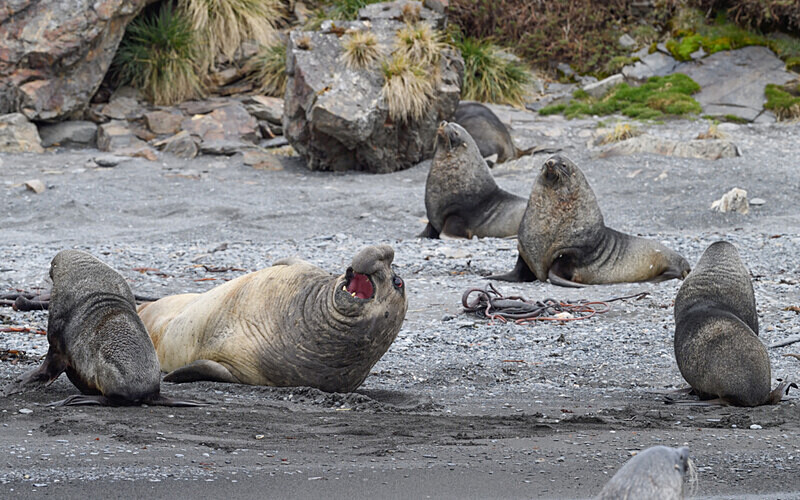  - Ushuaïa Malvinas South Georgia Antartica Peninsula