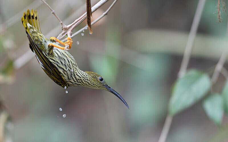 Streaked spider hunter - Latpanchar