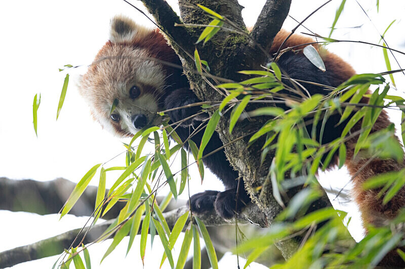 Red Panda - Singalila National Park February 2025 North East India