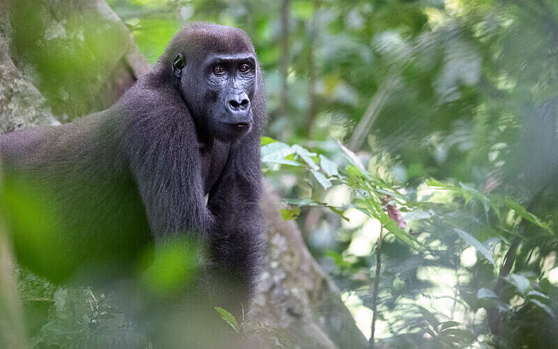  - Loango national park (Gabon 2024)