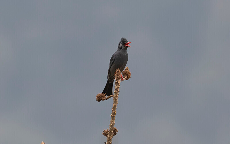Black Bulbul - Latpanchar