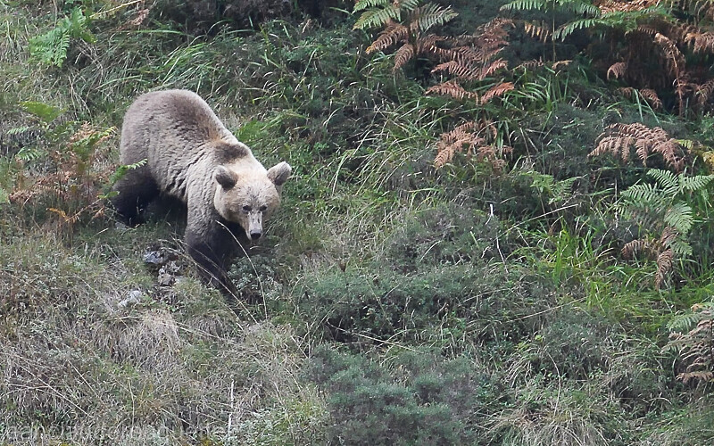 Ours subadulte - Cordillera Cantabrica 2021