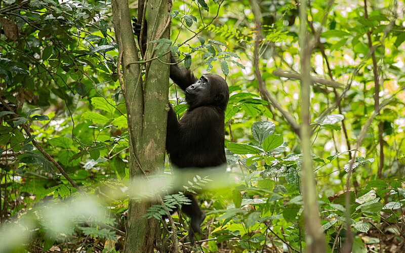  - Loango national park (Gabon 2024)