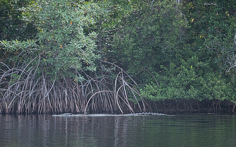 Nil crocodile - Loango national park (Gabon 2024)