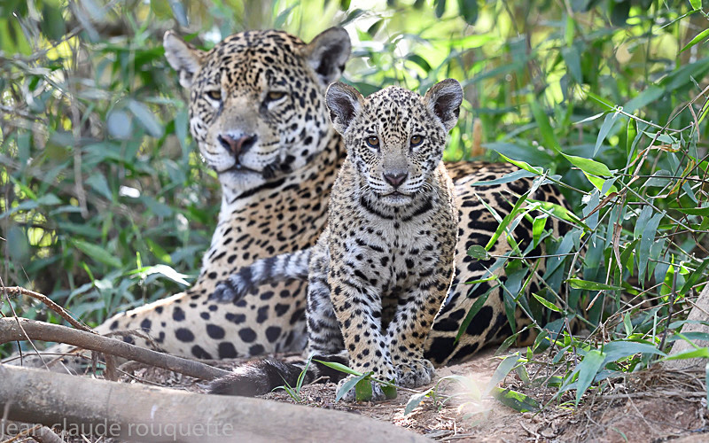  - Pantanal 2018 Porto Jofré