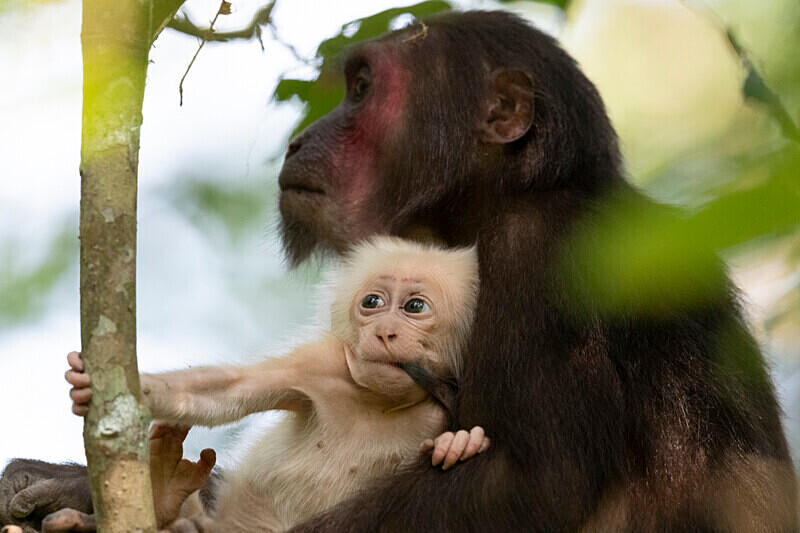 Mother and baby stump-tailed Macaques - Hollongapar wildlife sanctuary North East India 2025